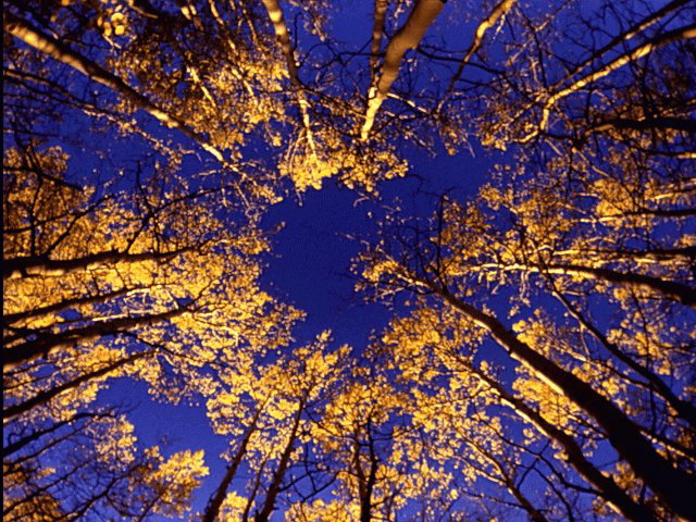 Blue sky thru treetops