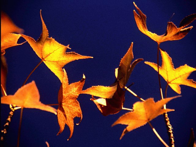 Falling Autumn Leaves