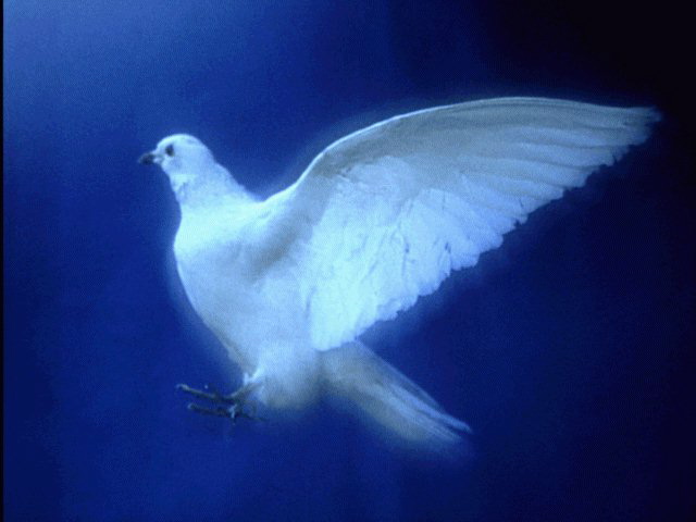 Dove