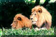 Lions in National Zoo, Washington, DC