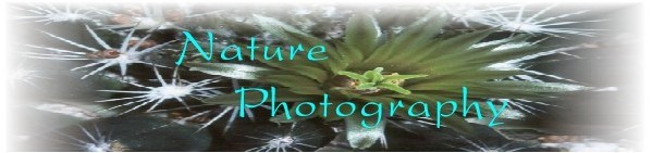 Nature Photography Special Feature