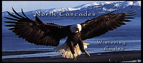 Eagles wintering in the north Cascades of Washington State