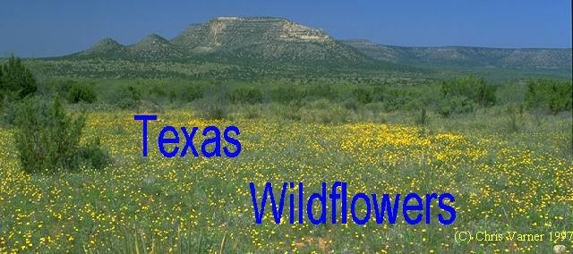 Texas Wildflowers Feature Photos