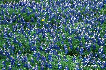 Bluebonnet field in Texas