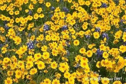 Marigolds with Bluebonnets