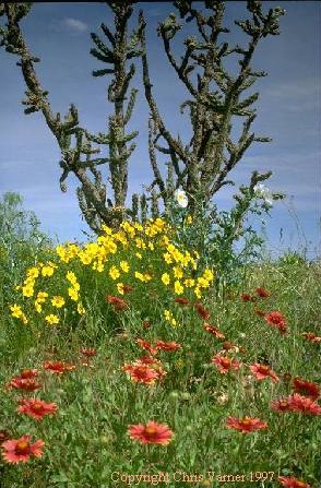 Indian Blankets, Marigolds, and Cholla