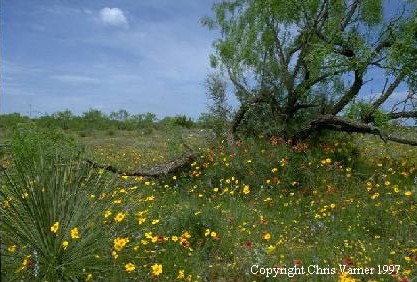 Marigolds, Indian Blankets, and Mesquite Tree