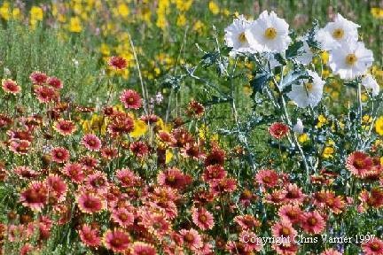 Prickly Poppy, Indian Blankets, Marigolds