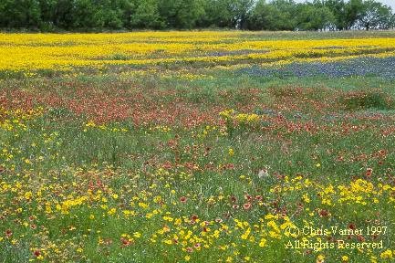 Teaxas field of wildflowers