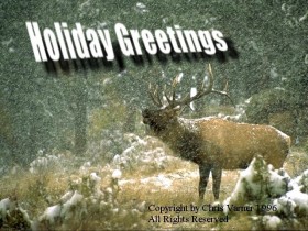 Elk Christmas Card