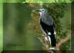 Clarks Nutcracker, Yosemite, California