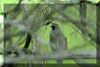 California Quail in Sacramento County, California