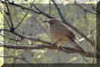 Curve-billed Thrasher taken in southern Arizona