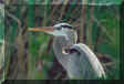 Great Blue Heron in the Everglades Nat'l Park, Florida