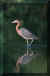 Reddish Egret..Merrit Island, Florida