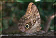 Owl Butterfly