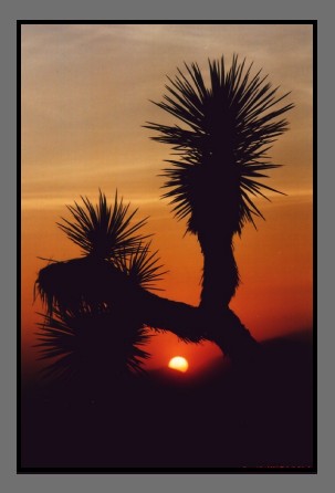 Joshua tree at sunset picture