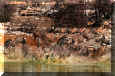 Zebras spooked by lion at waterhole in Etosha,Namibia by Carolyn Schultz