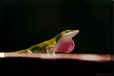 Green Anole in Okeefenokee N.W.R., Georgia