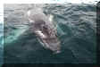 A different view of Humpback Whale in Atlantic Ocean near Kennebunkport, Maine