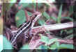 Basilisk Lizzard in Tortuguero NP, Costa Rica