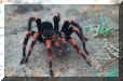 Tarantula in Monteverde Cloud Forest, Costa Rica