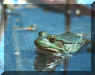 Green Frog, is correct name, in Jamaica Bay NWR, New York City