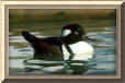 Hooded Merganser