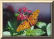 Gulf Fritillary