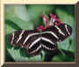 Zebra Butterfly