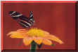 Zebra Butterfly