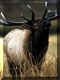 An Elk buck, {Wapiti}, in Yellowstone National Park