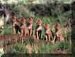 Coyote pups taken in southwest Montana