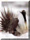 Male Sage Grouse displaying in Harney County, Oregon