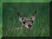 Pronghorn fawn in Yellowstone National Park