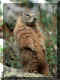 Marmot in Yellowstone National Park