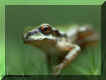 Pacific Tree Frog, Summit Lake, Oregon Cascades