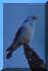 Mountain Bluebird in Yellowstone National Park