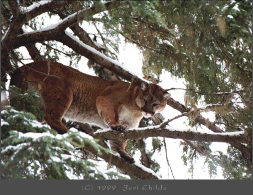 Cougar image taken in Montana