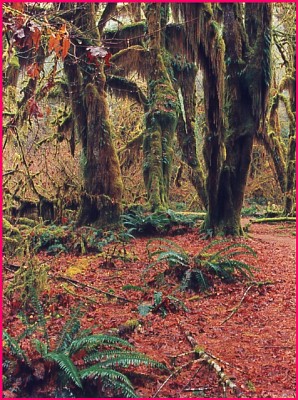 Olympic Peninsula Photo