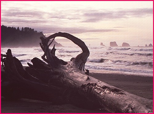 Olympic Peninsula Photo