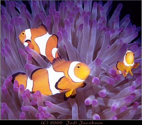 Clownfish taken on dive at Papua, New Guinea