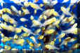 Schooling fish in Pacific Ocean at Palau, Micronesia