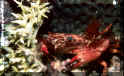 Red Crab in Pacific Ocean at Palau, Micronesia