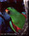 Eclectus Parrot flying free in Kuala Lumpur Bird Park of Kuala Lumpar, Malasia