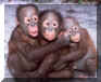 Orphaned Orangutans in Tanjung Putting NP, Kalimantan Borneo Island