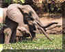 Elephants in a water lily patch..Zimbabwe, Africa