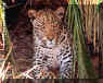 Leopard in bush on South African safari..Zimbabwe, Africa