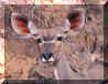 Image named ..Kudy Big Ears.. is a Kudu in Zimbabwe South Africa