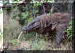 Dragon Tongue is this images name of Komodo Dragon on Komodo Island, Indonesia